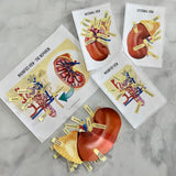 Anatomy HUMAN KIDNEY - Full Color Anatomically Correct 2D Dissection Activity w/Tags & Flashcards