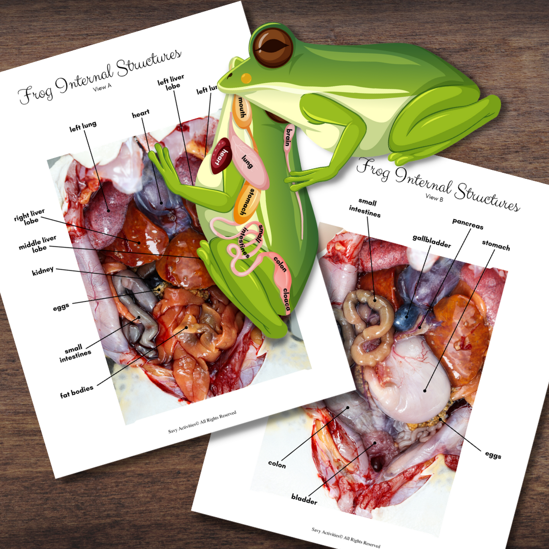 Frog Anatomy
