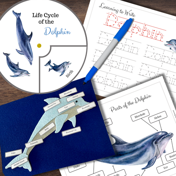 Montessori-Inspired DOLPHIN Life Cycle, Anatomy, Tracing & Felt Puzzle Activities