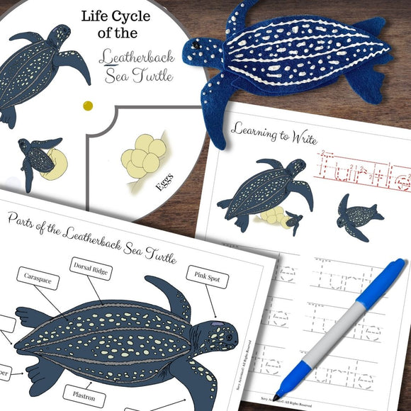Montessori-Inspired Leatherback Sea Turtle Life Cycle, Letter Tracing, Anatomy