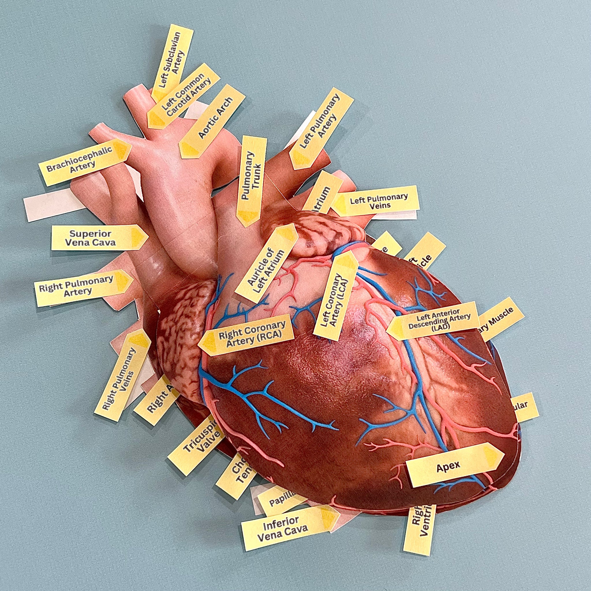 Anatomy HUMAN HEART - Full Color Anatomically Correct 2D Dissection Ac ...