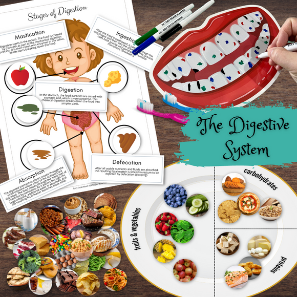 Human Anatomy Digestive System Matching, Hands-on Activity & Healthy Plate