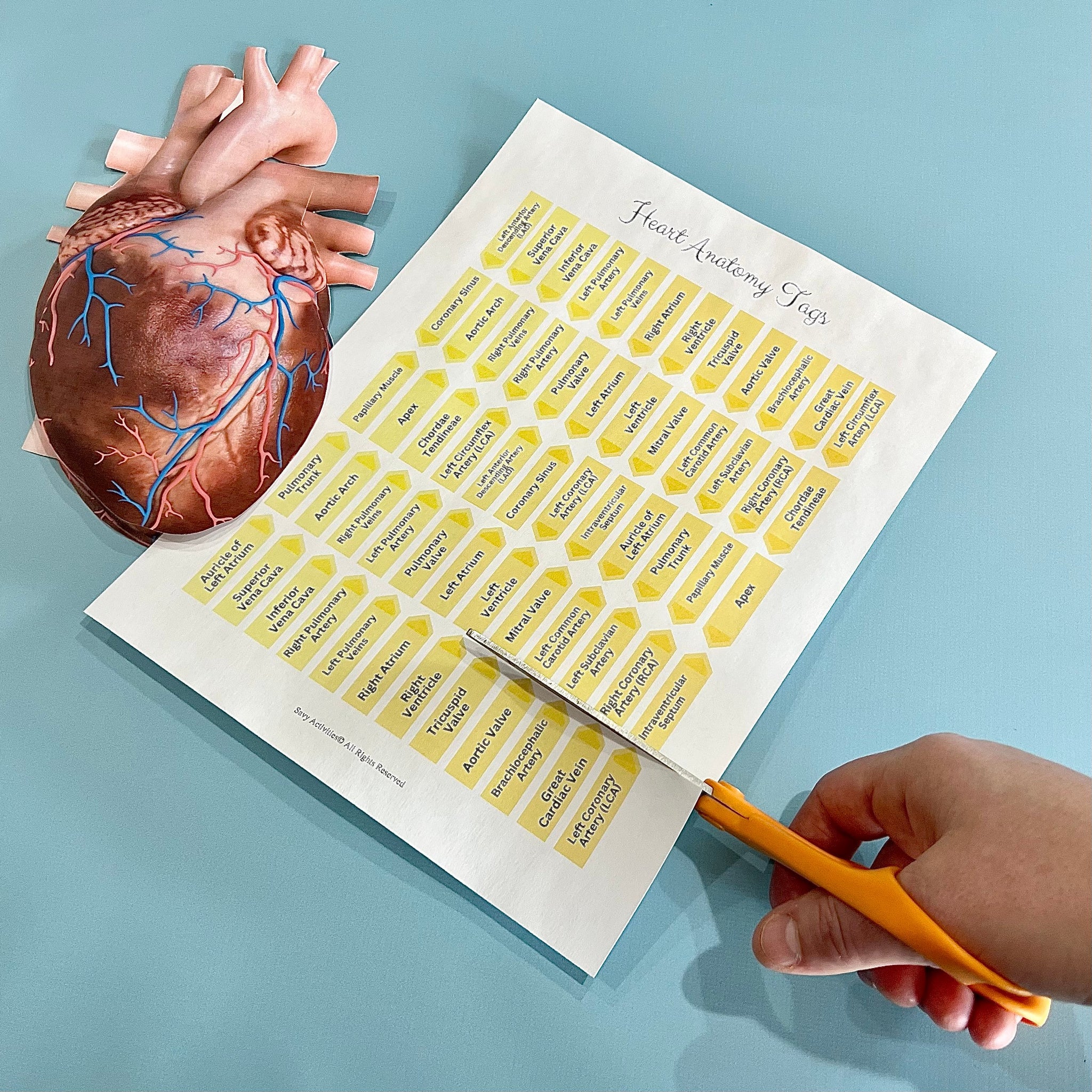Anatomy HUMAN HEART - Full Color Anatomically Correct 2D Dissection Ac ...