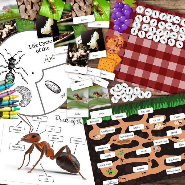 ANT Unit Study MEGA Printable Ants Bundle Ant (Download Now) 