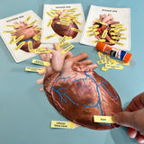 Anatomy HUMAN HEART - Full Color Anatomically Correct 2D Dissection Activity w/Tags & Flashcards