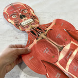 FULL (Child) Sized Anatomy Muscular System Connectable *Muscle Man* 48" Tall!