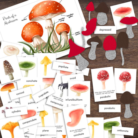 Montessori-Inspired Mushroom Pileus (Cap) Shape Watercolor Cards & Templates