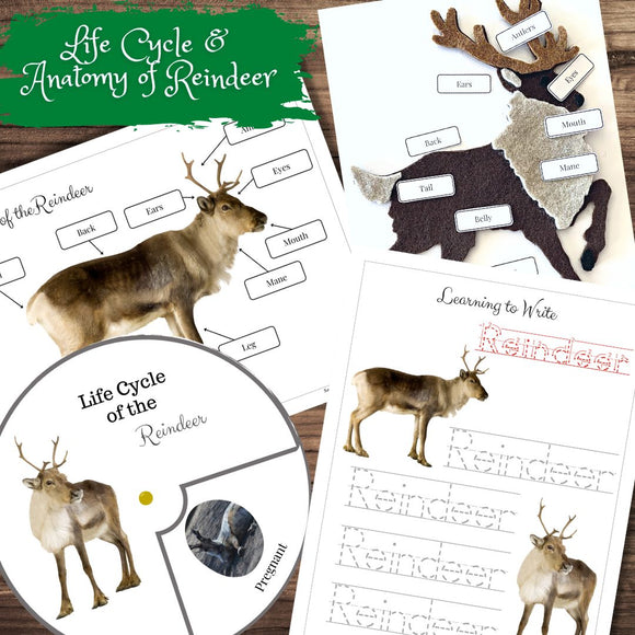Reindeer Life Cycle Spinner, Anatomy Match, Word Tracing & Felt Puzzle Template