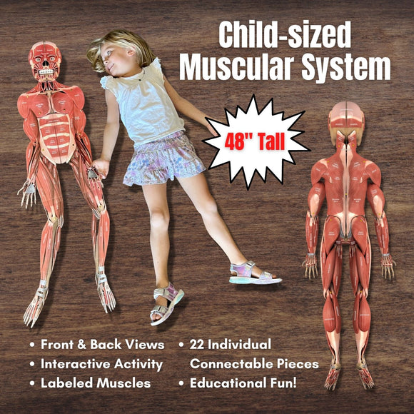 FULL (Child) Sized Anatomy Muscular System Connectable *Muscle Man* 48