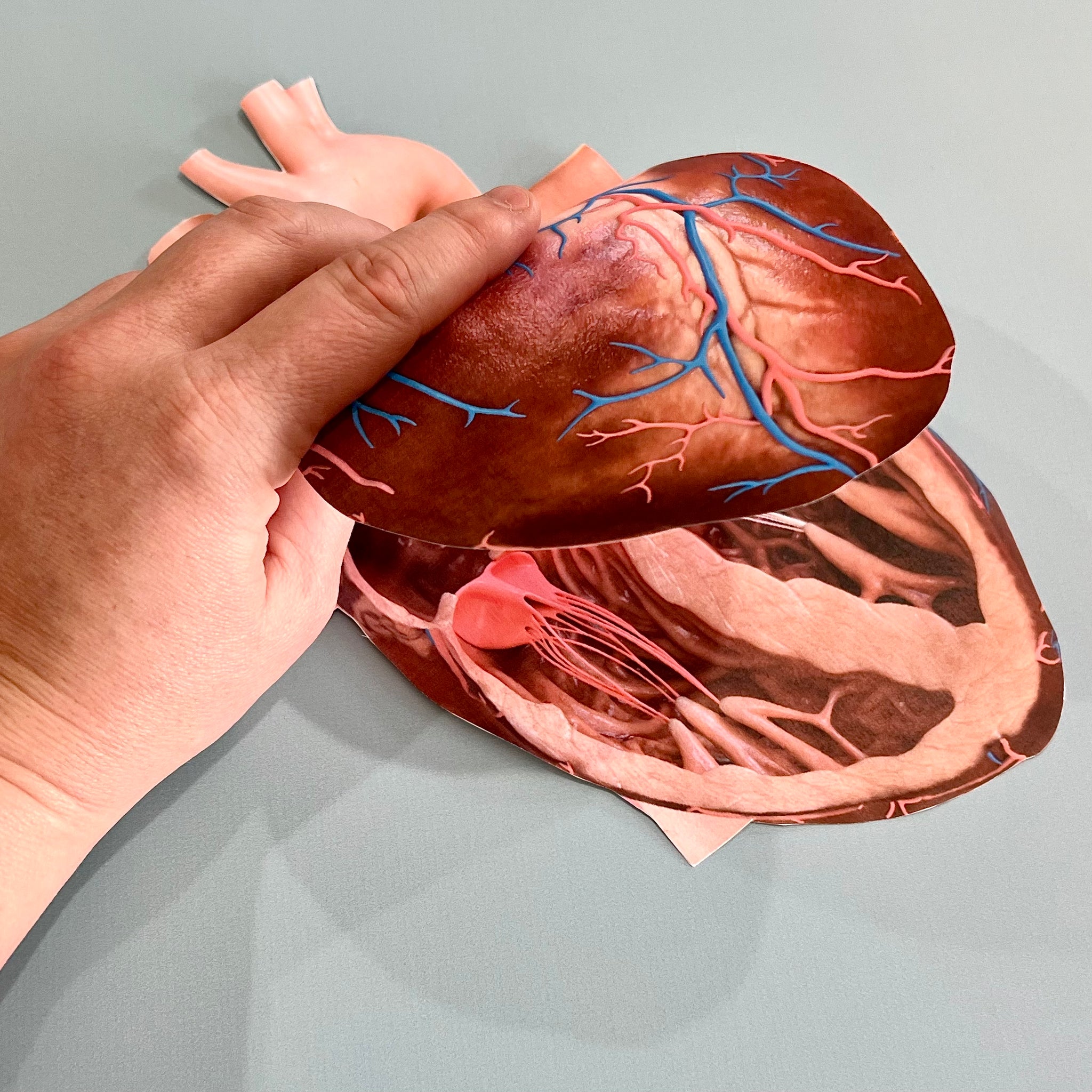 Exploding View Anatomical Heart Anatomy HUMAN HEART - Full Color Anatomically Correct 2D Dissection Ac ...