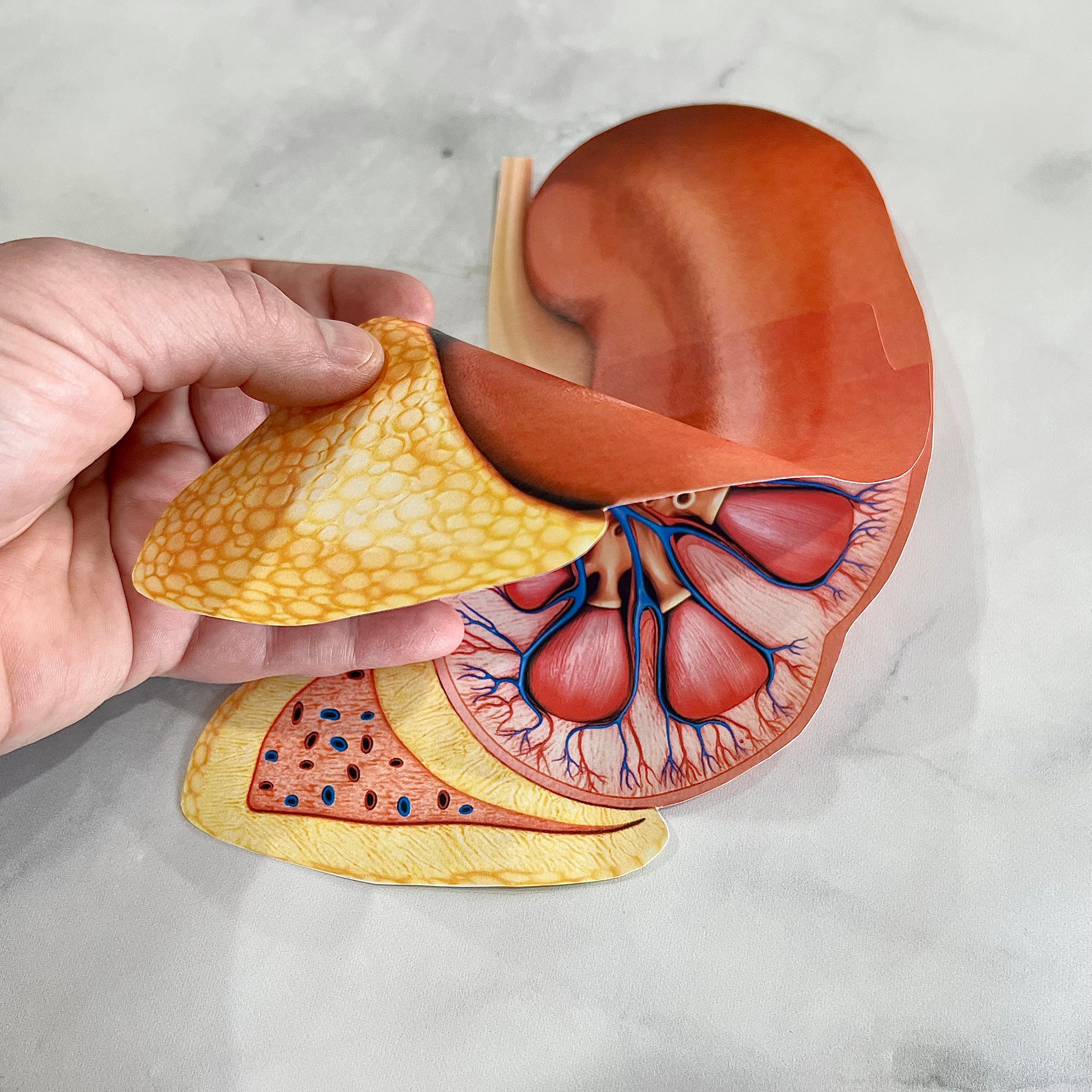 Anatomy HUMAN KIDNEY - Full Color Anatomically Correct 2D Dissection A ...