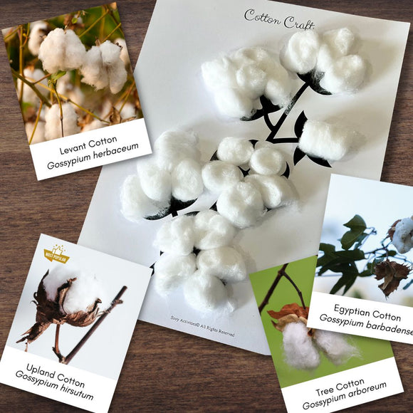 Cotton BOTANY Study Flash Cards Cotton Ball Craft | Early Childhood Education