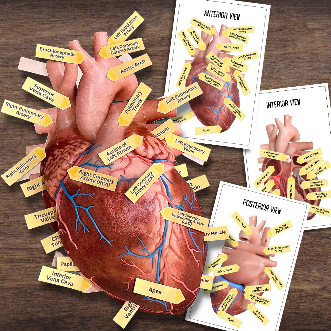 Anatomy HUMAN HEART - Full Color Anatomically Correct 2D Dissection Ac ...