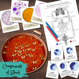 Human ANATOMY Heart, Lungs & Blood Educational Bundle Poster & Flashcards