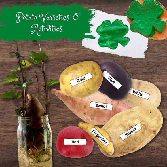 POTATO Stamp Activity Botany Experiment & Variety FULL COLOR Cards