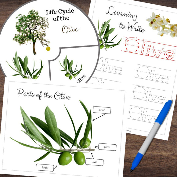 Montessori-Inspired Olive Life Cycle, Anatomy, Tracing & Sensory Activities