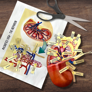 Anatomy HUMAN KIDNEY - Full Color Anatomically Correct 2D Dissection Activity w/Tags & Flashcards
