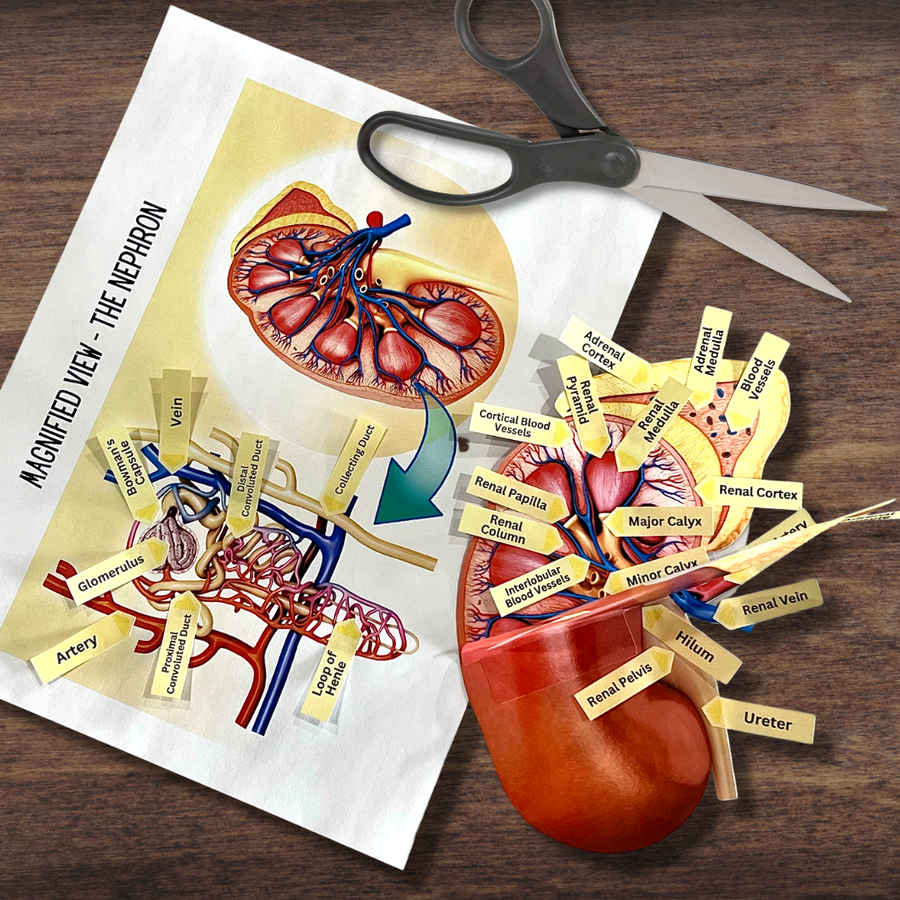 Human Dissection Underline Anatomy HUMAN KIDNEY - Full Color Anatomically Correct 2D Dissection A ...