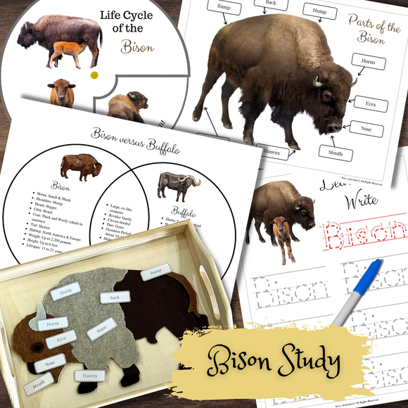 Montessori-Inspired Bison Buffalo Life Cycle Comparison Anatomy Tracing
