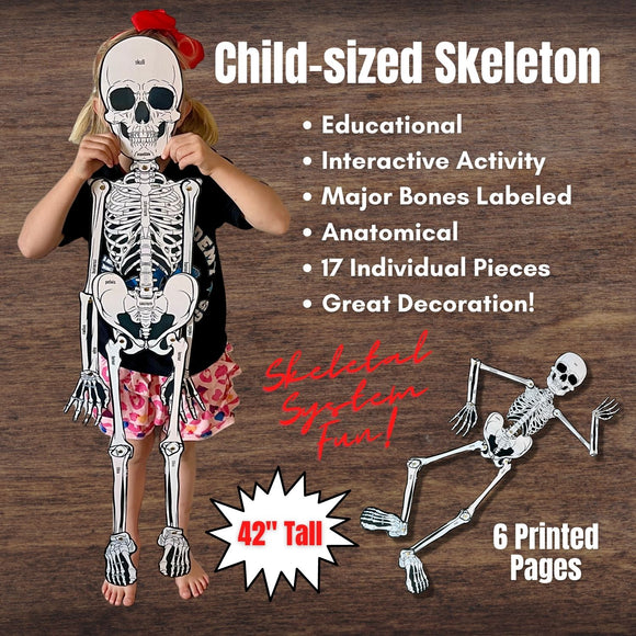 FULL SIZE (Child) Cut-Out Connectable Anatomy Skeleton w/ Bone Names