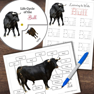 Montessori-Inspired BULL Life Cycle Anatomy Matching Letter Tracing